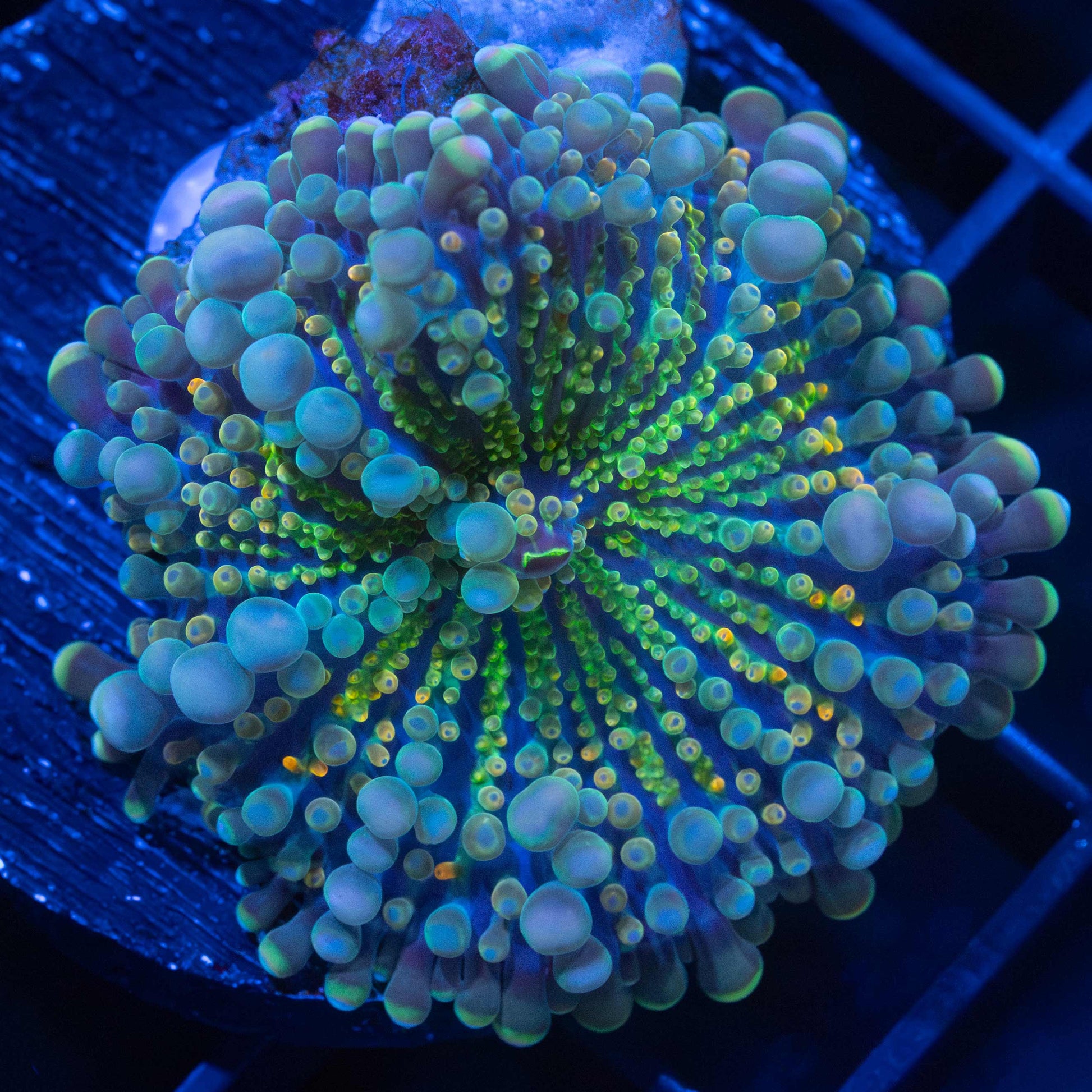 Rainbow Yuma Mushroom
