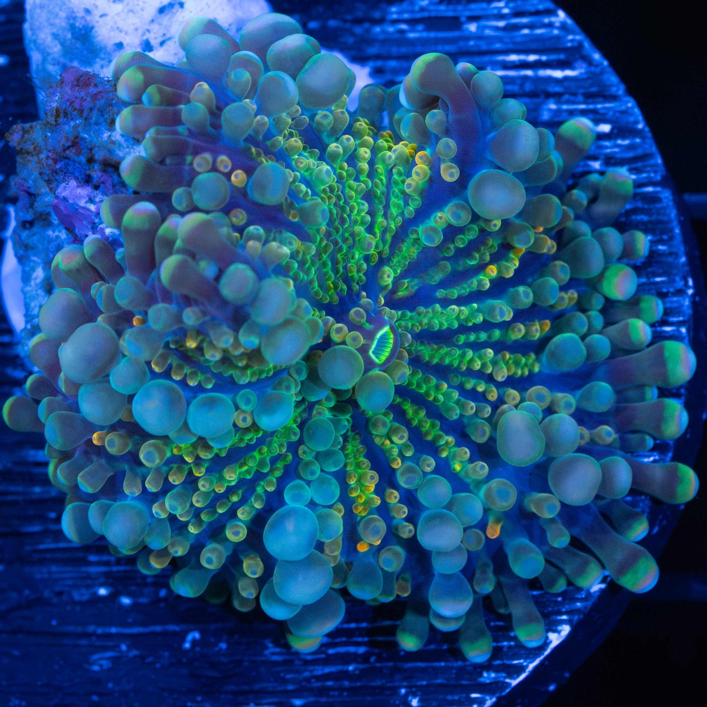 Rainbow Ricordea Yuma Mushroom