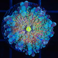 Mushroom 1