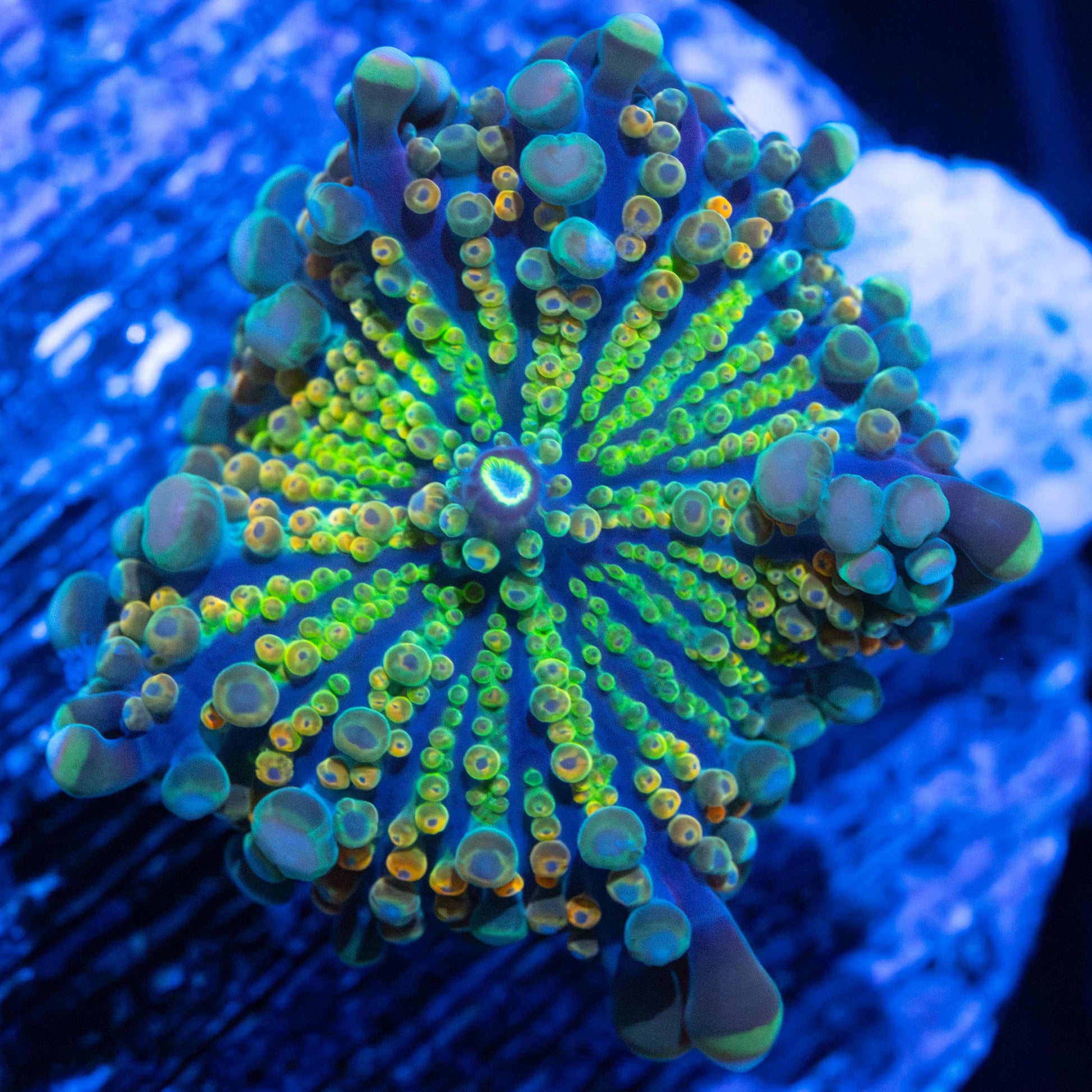 Rainbow Yuma Mushroom Coral
