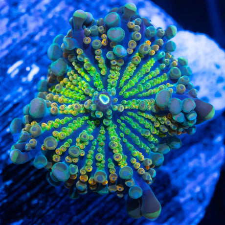 Rainbow Yuma Mushroom Coral