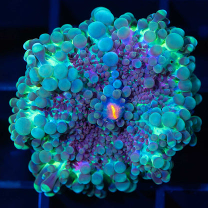 Rainbow Yuma Mushroom Coral