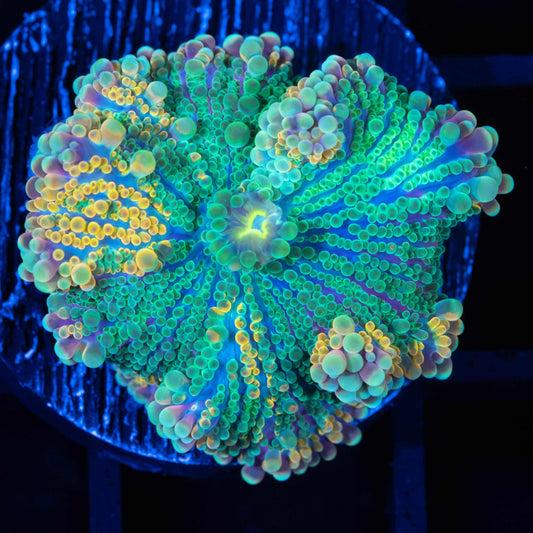 Rainbow yuma mushroom