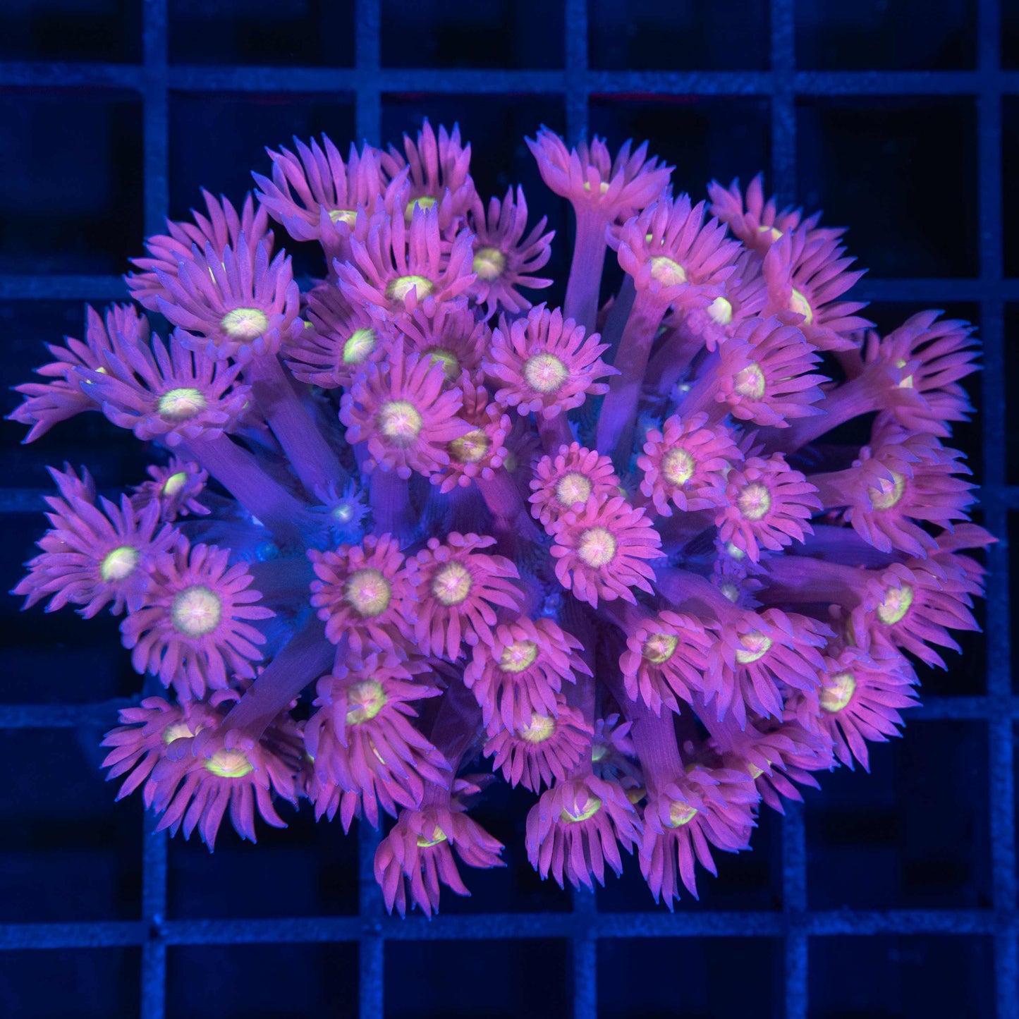 Rainbow Goniopora Coral