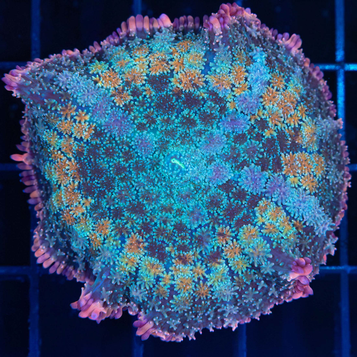 Rainbow Frankenstein Mushroom