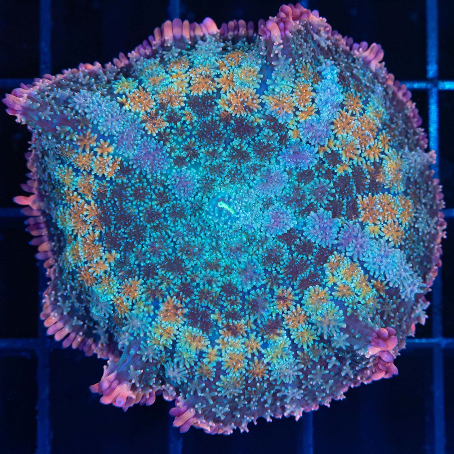 Rainbow Frankenstein Mushroom