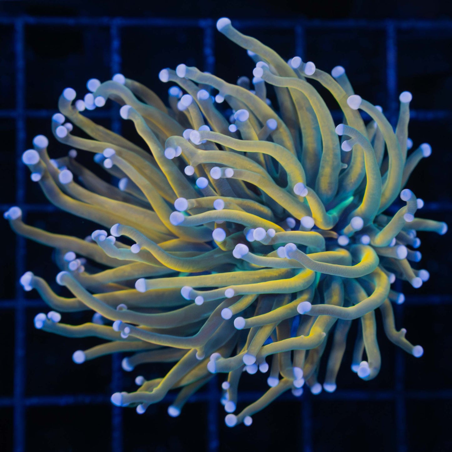 Rapunzel Torch Coral