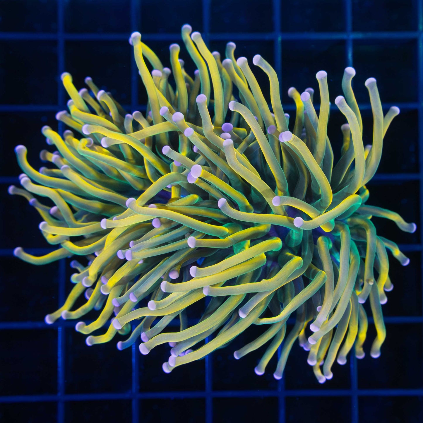 Rapunzel torch coral