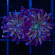 Unique 4 Color Branch Hammer Coral 2 Heads