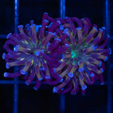 Unique 4 Color Branch Hammer Coral 2 Heads