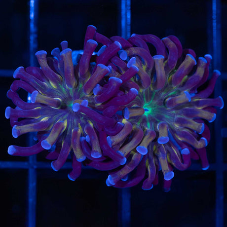 Unique 4 Color Branch Hammer Coral 2 Heads