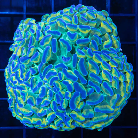 Incredible Gold Stem Hammer Coral
