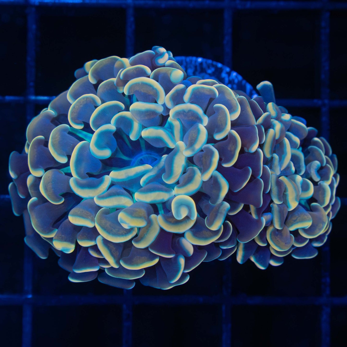2 polyps unusual gold branching hammer coral