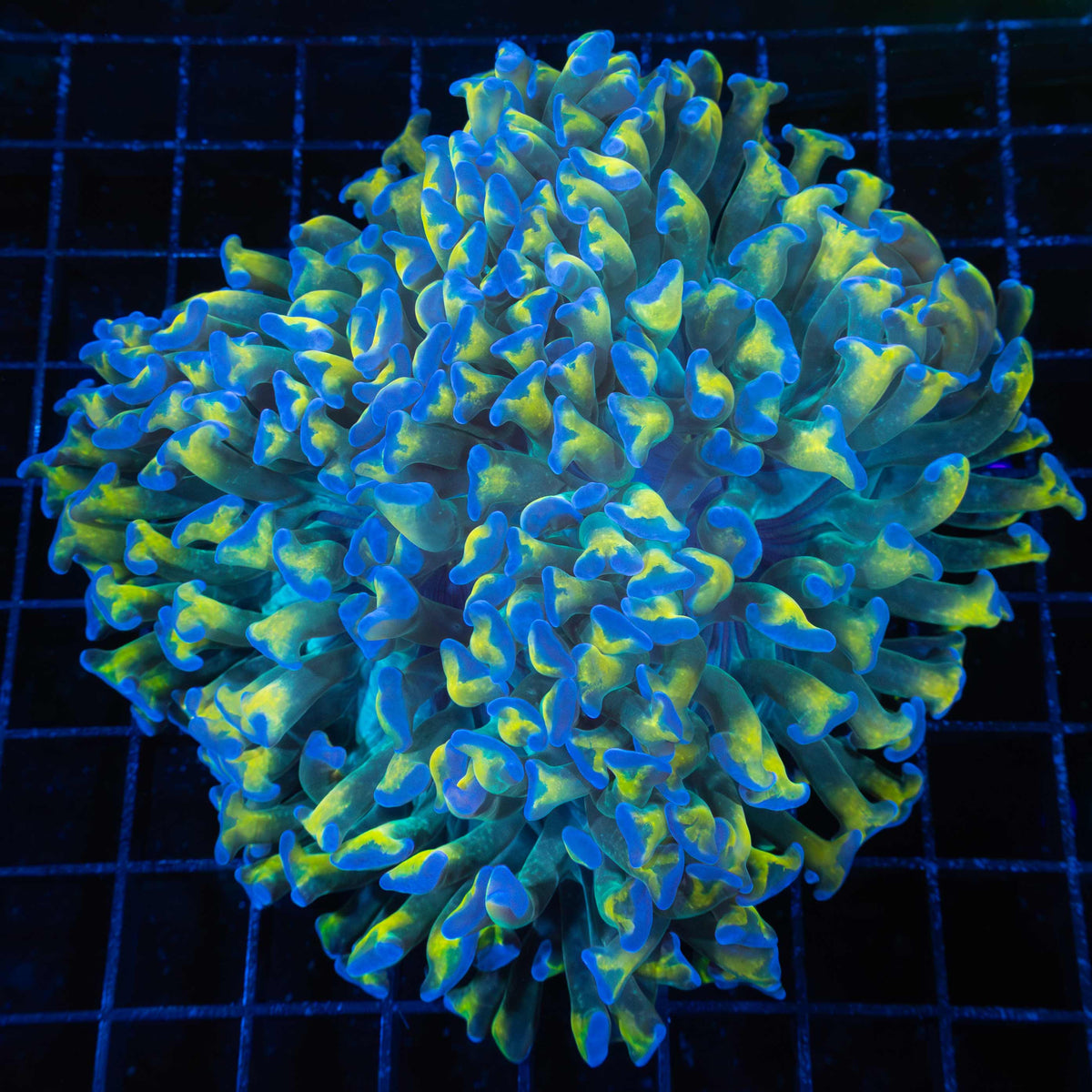 Incredible Gold Stem Hammer Coral