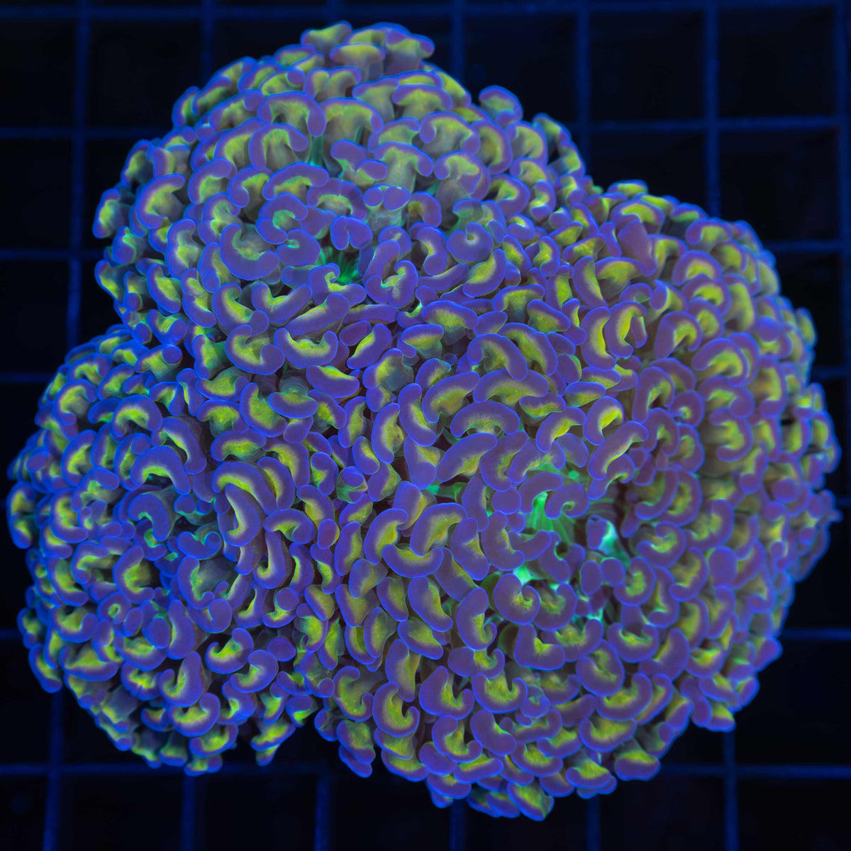Rare Hammer Coral (3 Giant Polyps)