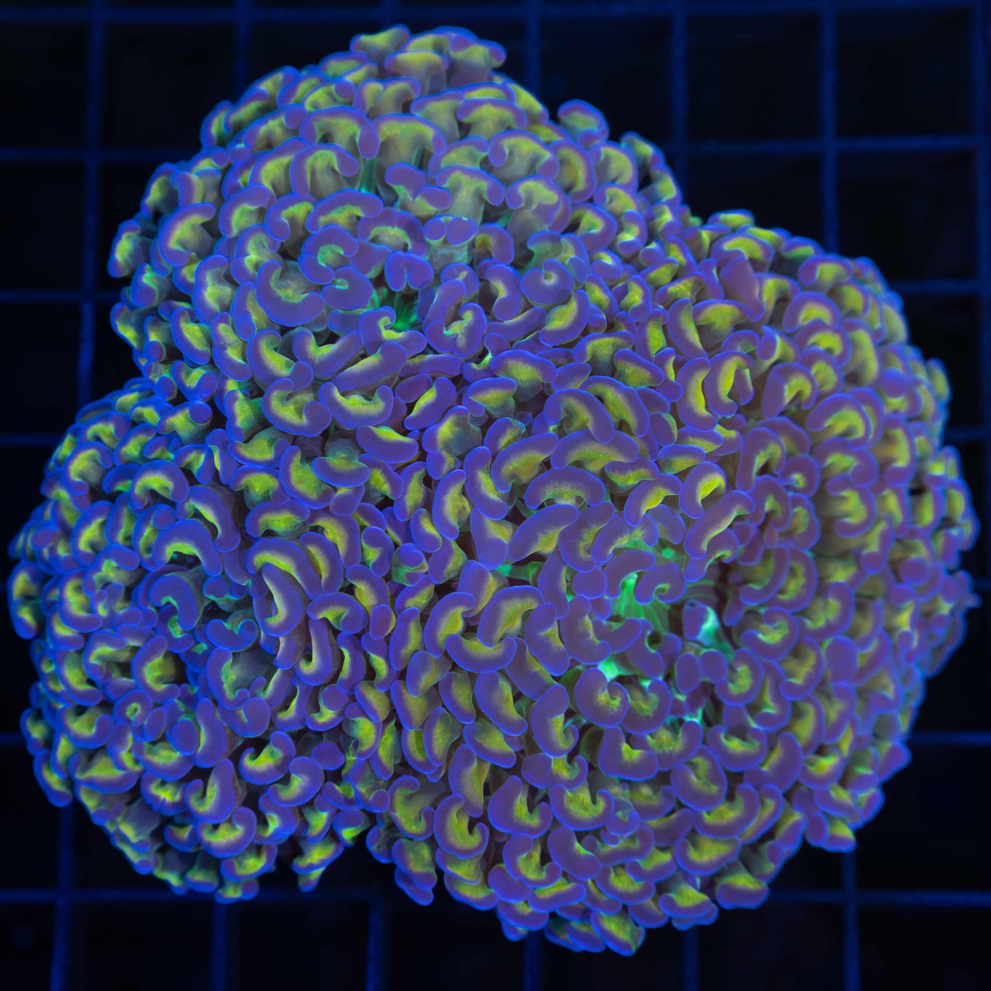 Rare Hammer Coral (3 Giant Polyps)