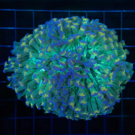 Rare Hammer Coral