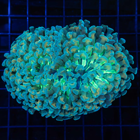 Rare Hammer Coral