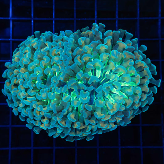 Rare Hammer Coral