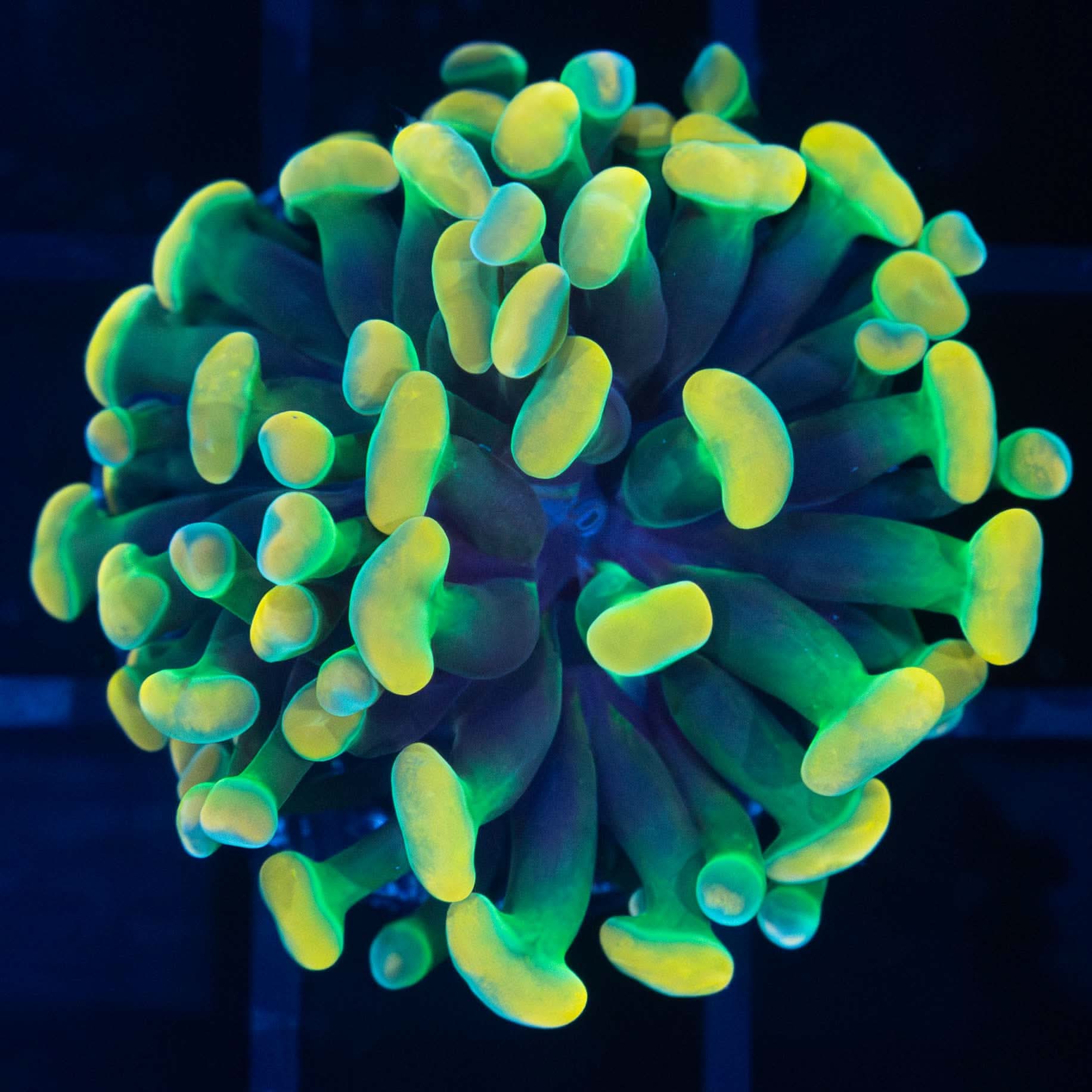 Rasta Branching Hammer (Tank Grown)