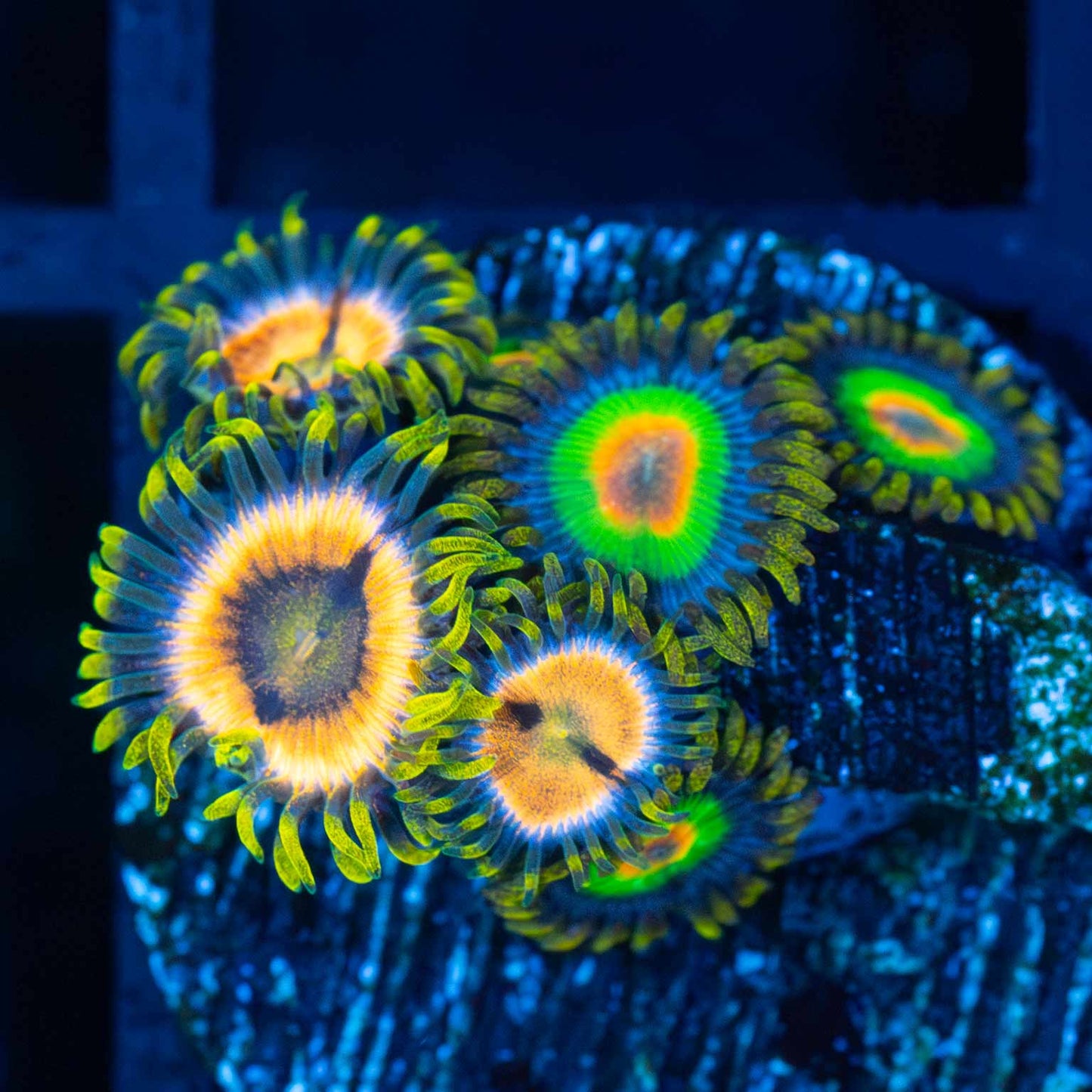 Laser Lemon / Rasta Zoa Combo