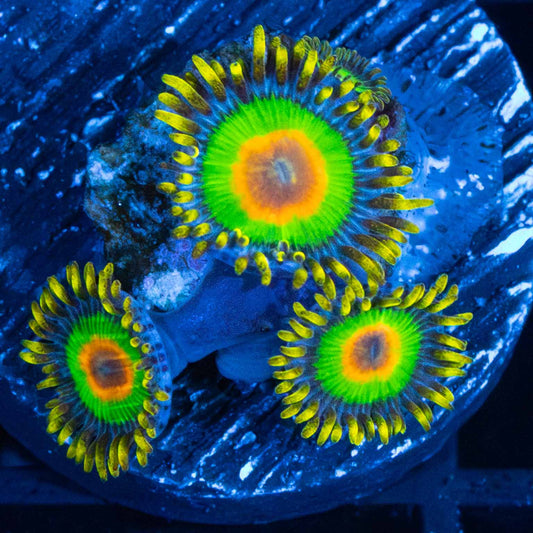 Rasta Zoas 3 Polyps