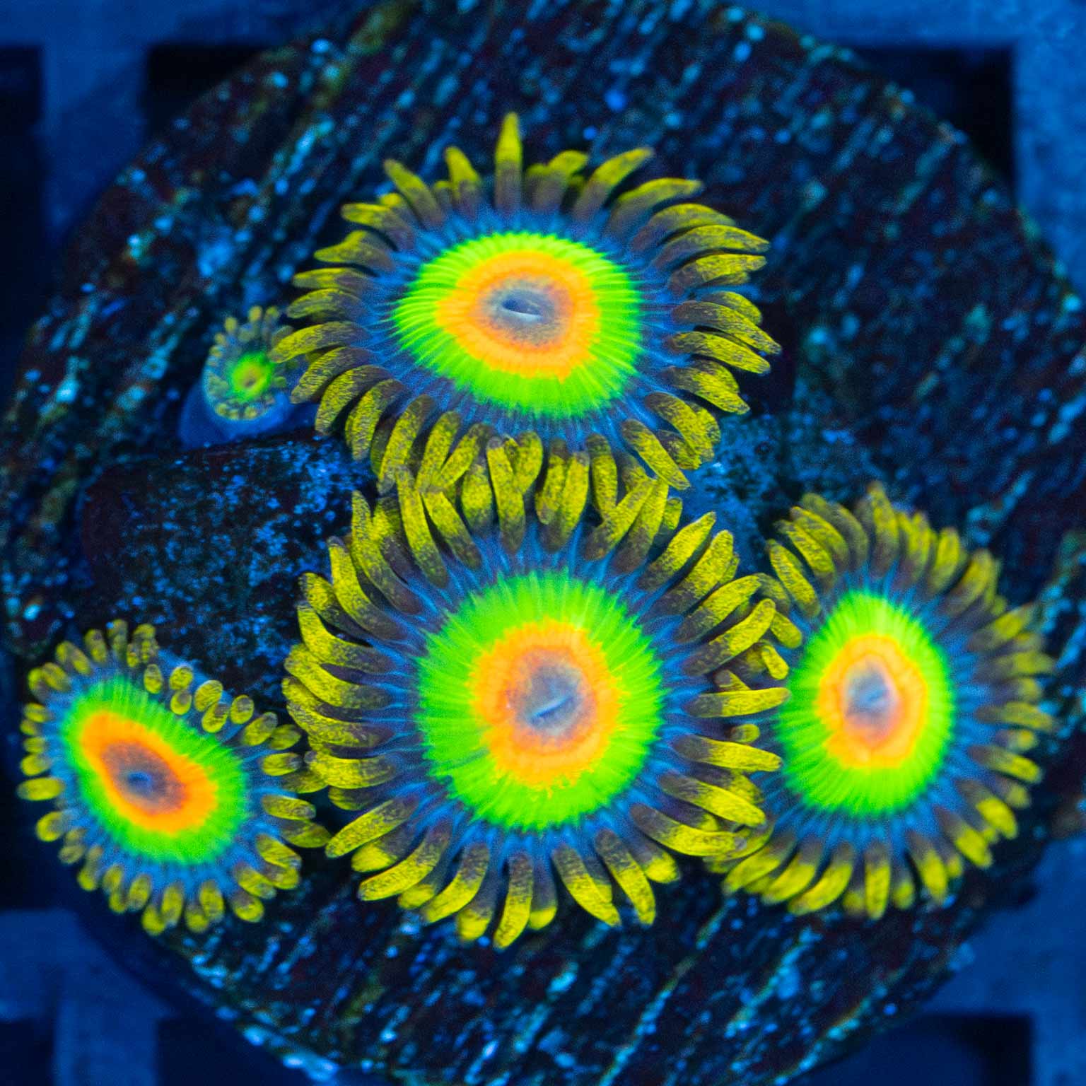 Rasta Zoas