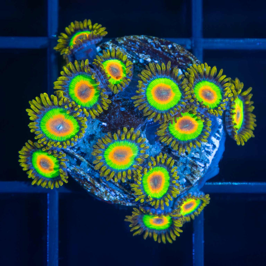 Rasta Zoanthid