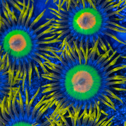 Rasta Zoa Close Up Photo