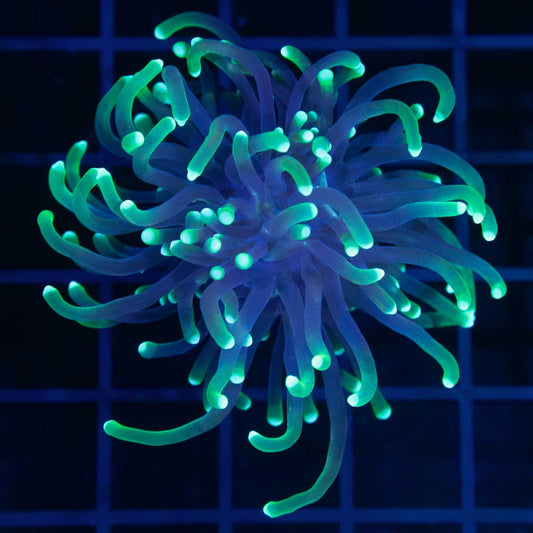 Indo Reaper Torch Coral