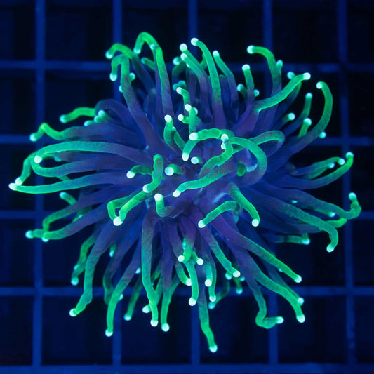 Indo Reaper Torch Coral
