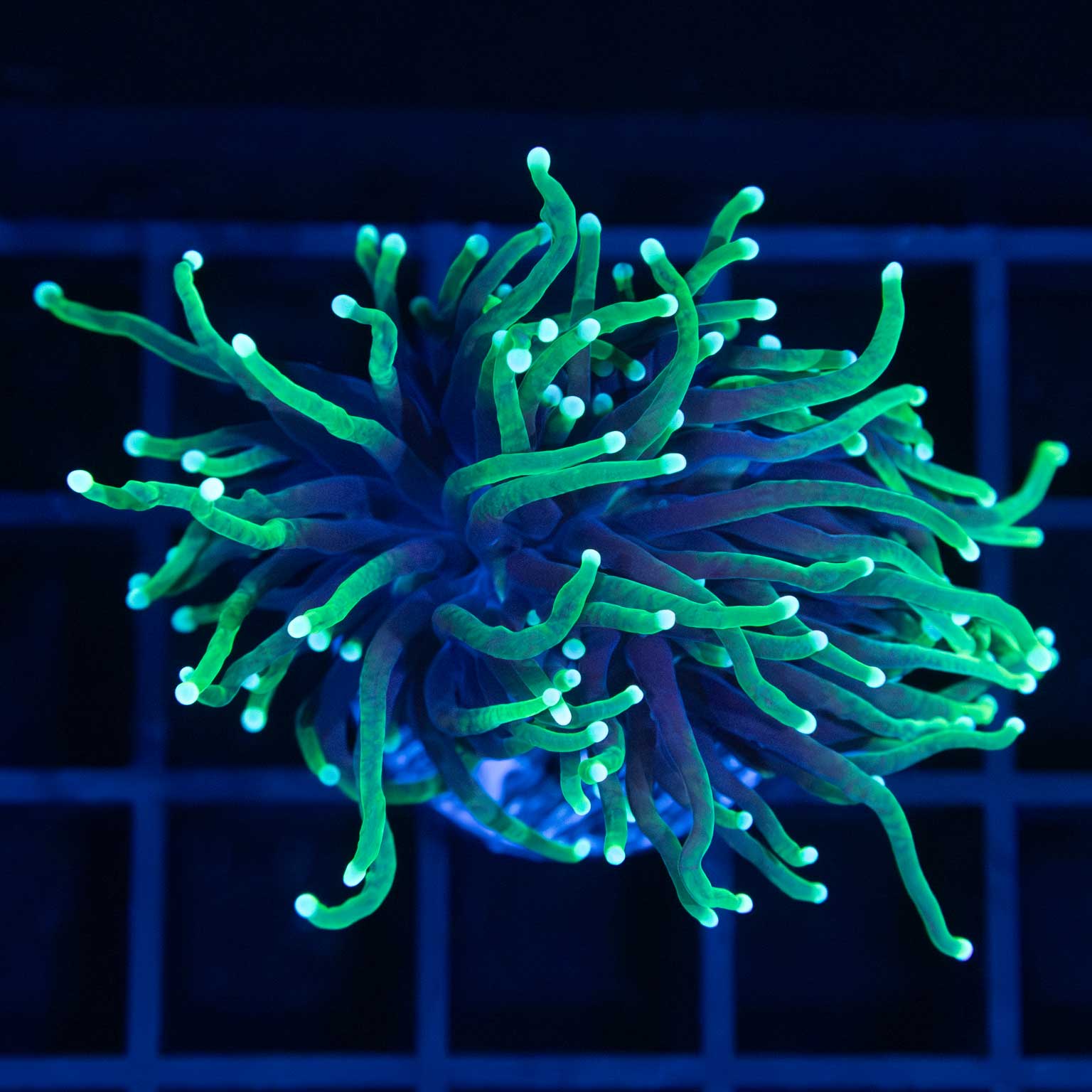 Indo Reaper Torch Coral