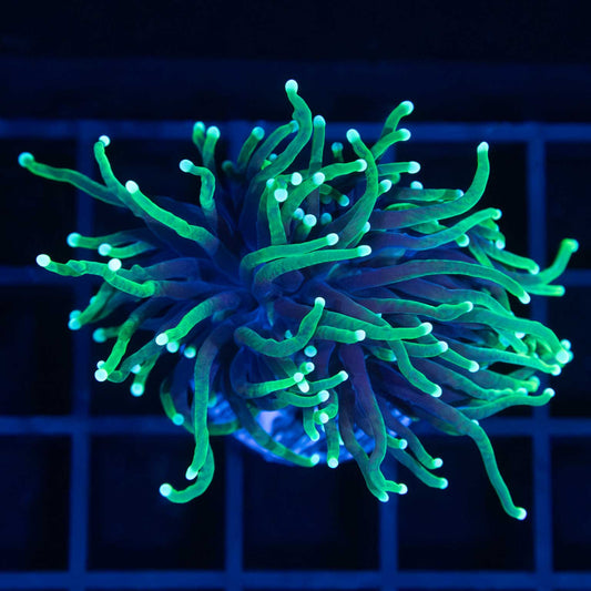 Indo Reaper Torch Coral