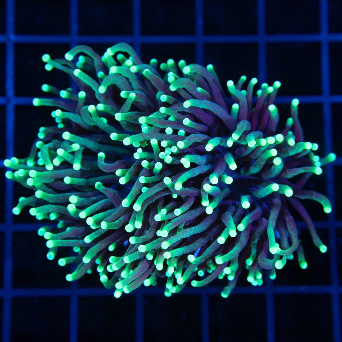 Reaper Torch Coral (2 Heads)