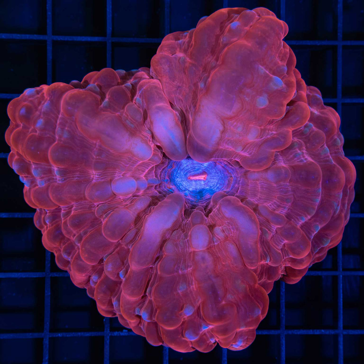 large red blue center Cynarina