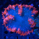 Rock Flower Anemone