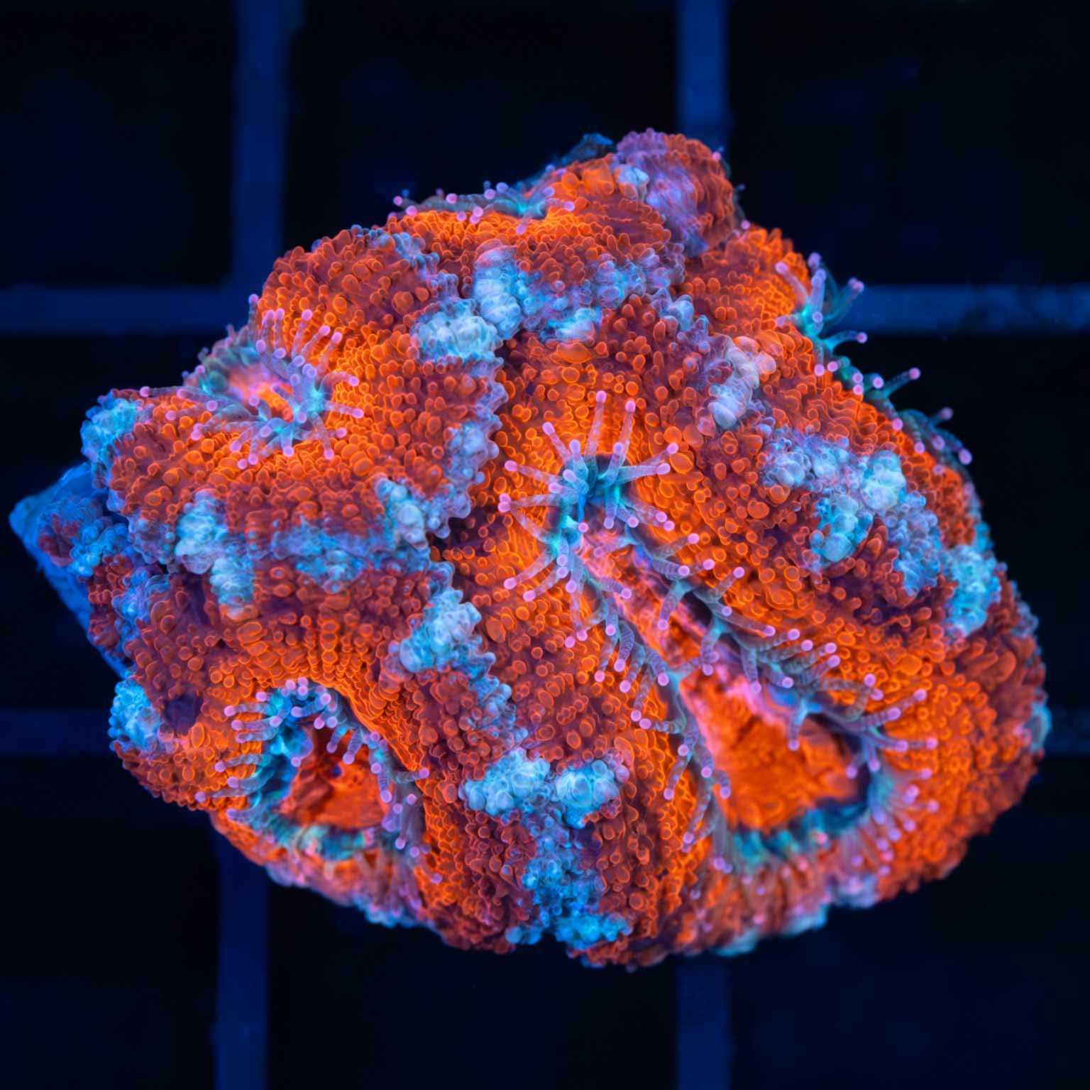 Red and Blue Acan