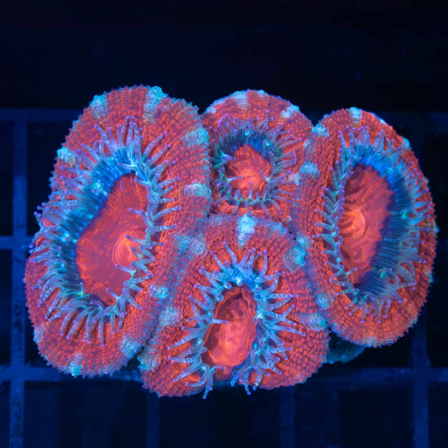 Red and Blue Acan 2"