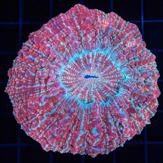 Blue and Red Acanthophyllia 3.75"
