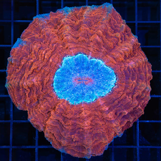 Red and Blue Acanthophyllia 4"
