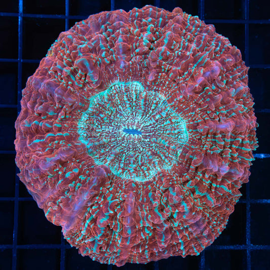 Blue and Red Acanthophyllia 4"