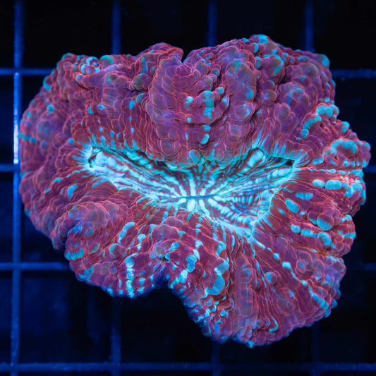 Small Red and Blue Acanthophyllia 2.25"