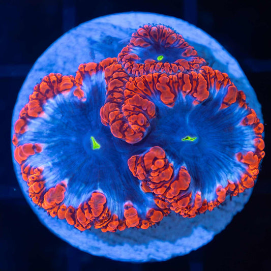 Red White Blue Blasto