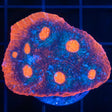 Ultra Chalice Coral
