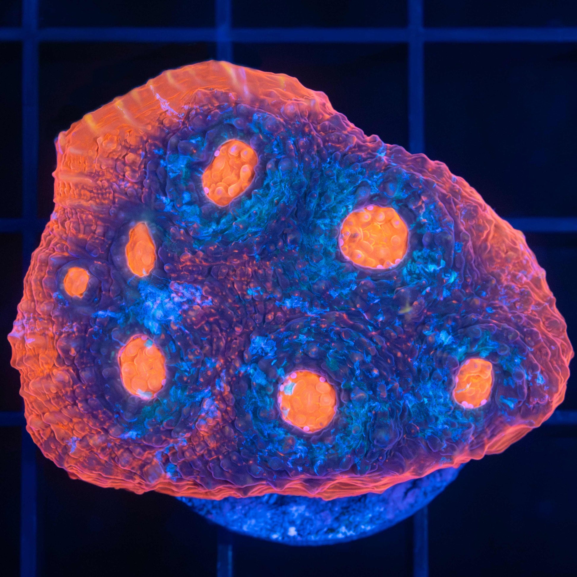 Ultra Chalice Coral