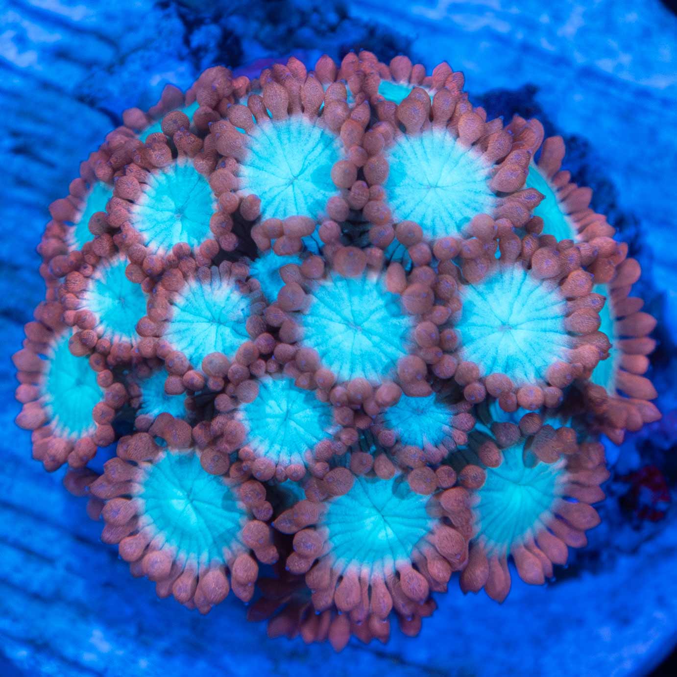 Red and Blue Goniopora
