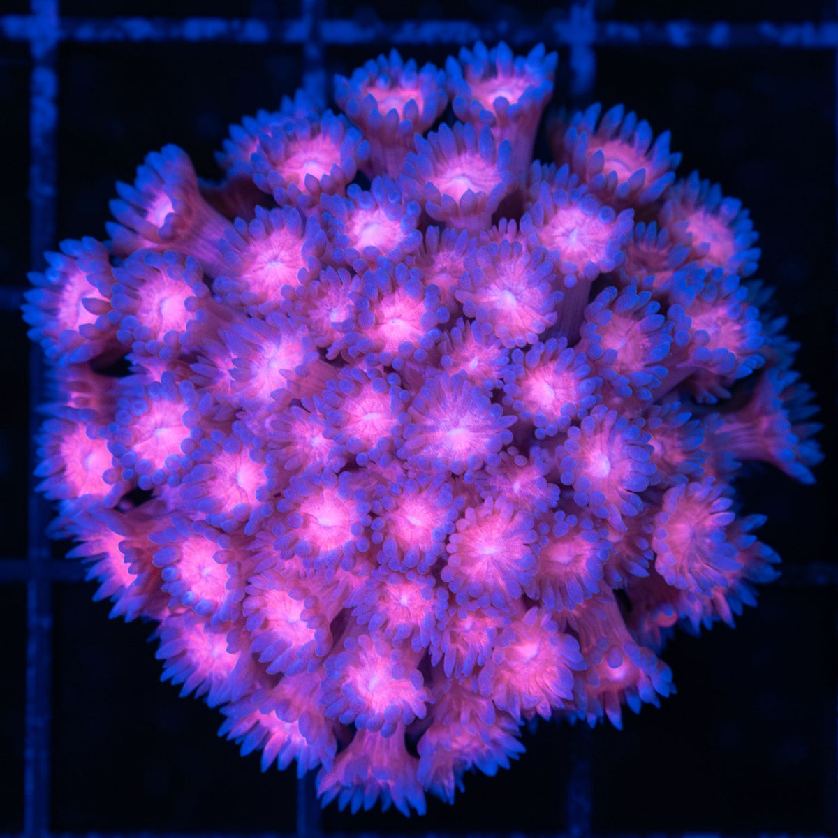 red and blue Goniopora small colony