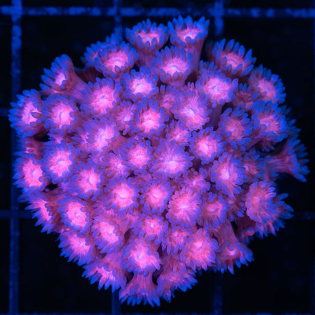 red and blue Goniopora small colony