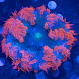 Rock Flower Anemone