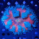 Red & Blue RFA
